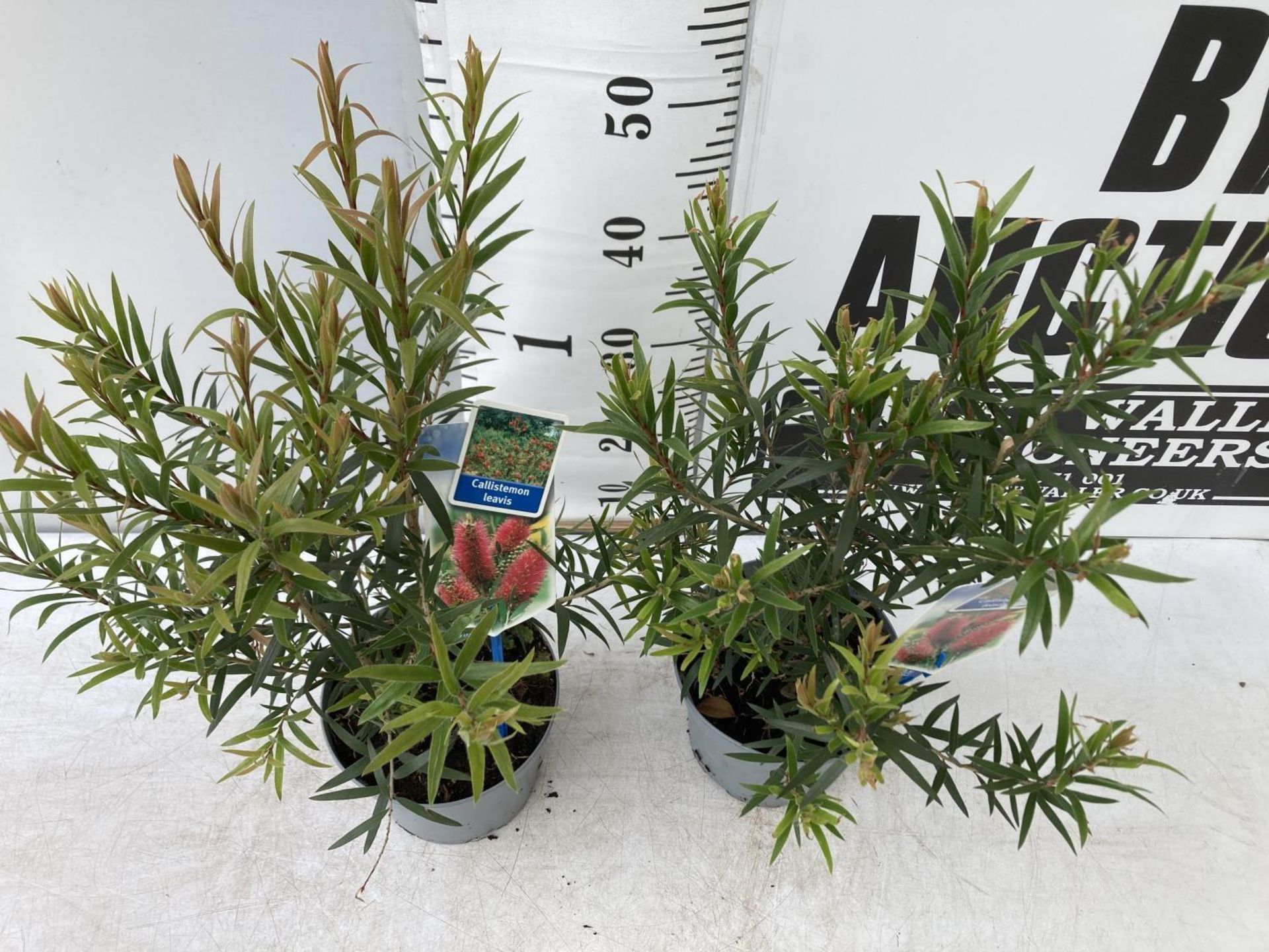 TWO CALLISTEMON LAEVIS IN 2 LTR POTS 50CM IN HEIGHT PLUS VAT TO BE SOLD FOR THE TWO - Image 2 of 5