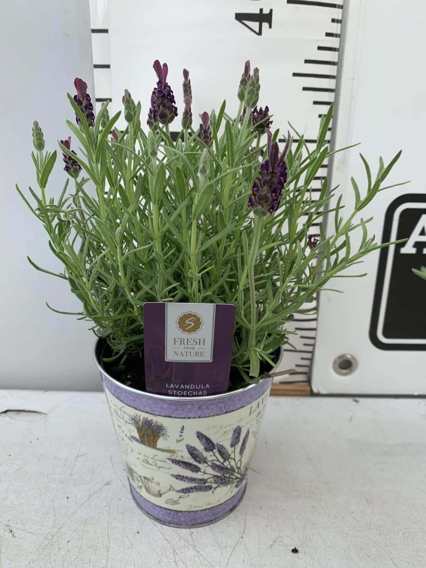 SIX LAVENDULA LAVENDER ST ANOUK COLLECTION IN DECORATIVE METAL POTS TO BE SOLD FOR THE SIX NO VAT - Image 6 of 10