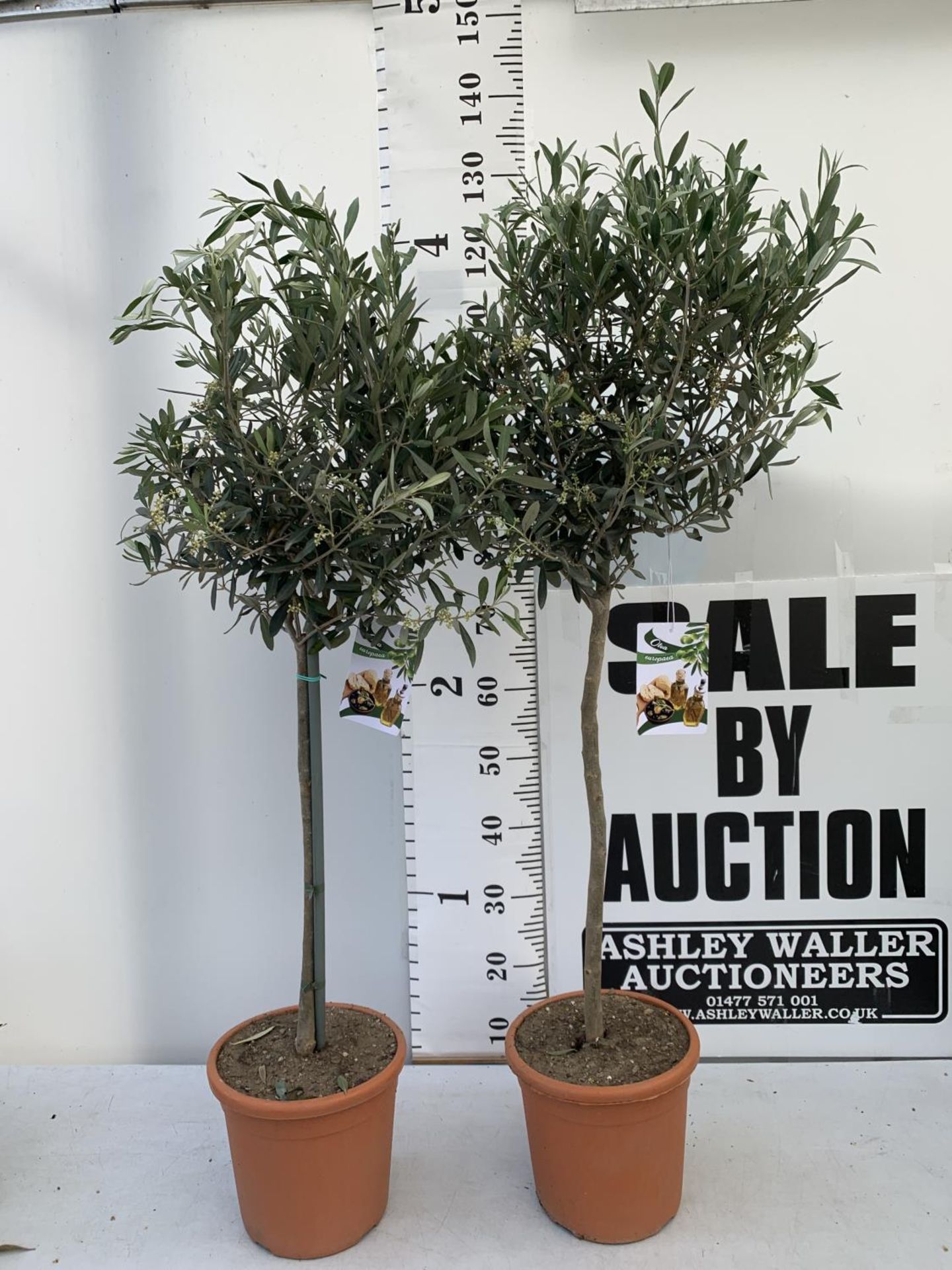 TWO OLIVE EUROPEA STANDARD TREES APPROX 120CM IN HEIGHT IN 3LTR POTS NO VAT TO BE SOLD FOR THE TWO