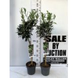 TWO OLIVE EUROPEA STANDARD TREES APPROX 120CM IN HEIGHT IN 3LTR POTS NO VAT TO BE SOLD FOR THE TWO