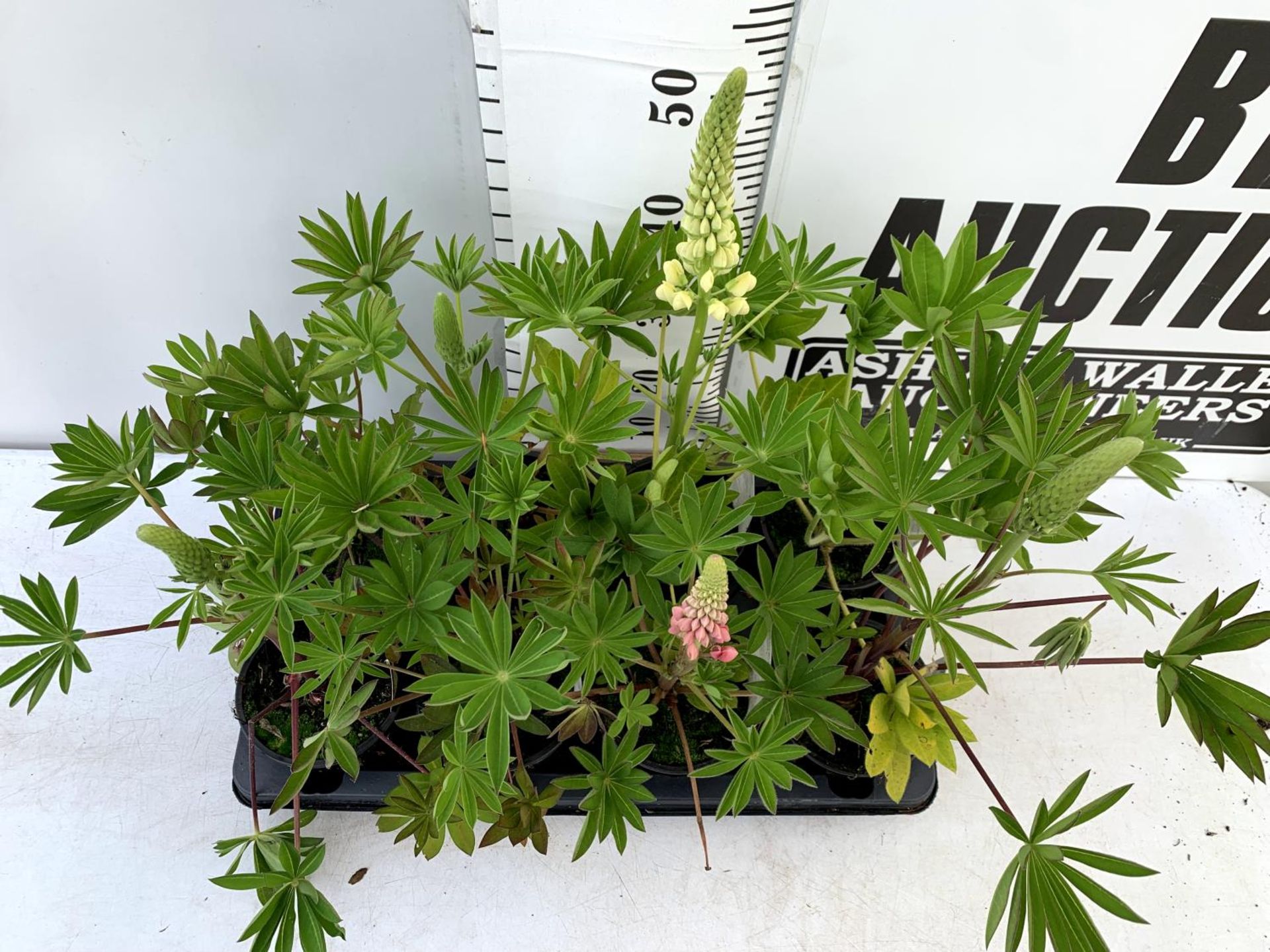 EIGHT LUPIN RUSSELLS IN MIXED COLOURS IN 1 LTR POTS APPROX 40-50CM IN HEIGHT PLUS VAT TO BE SOLD FOR - Image 3 of 9