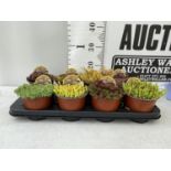 EIGHT VARIOUS VARIETIES OF SEDUM WITH CARDS IN ONE LTR POTS TO BE SOLD FOR THE EIGHT PLUS VAT