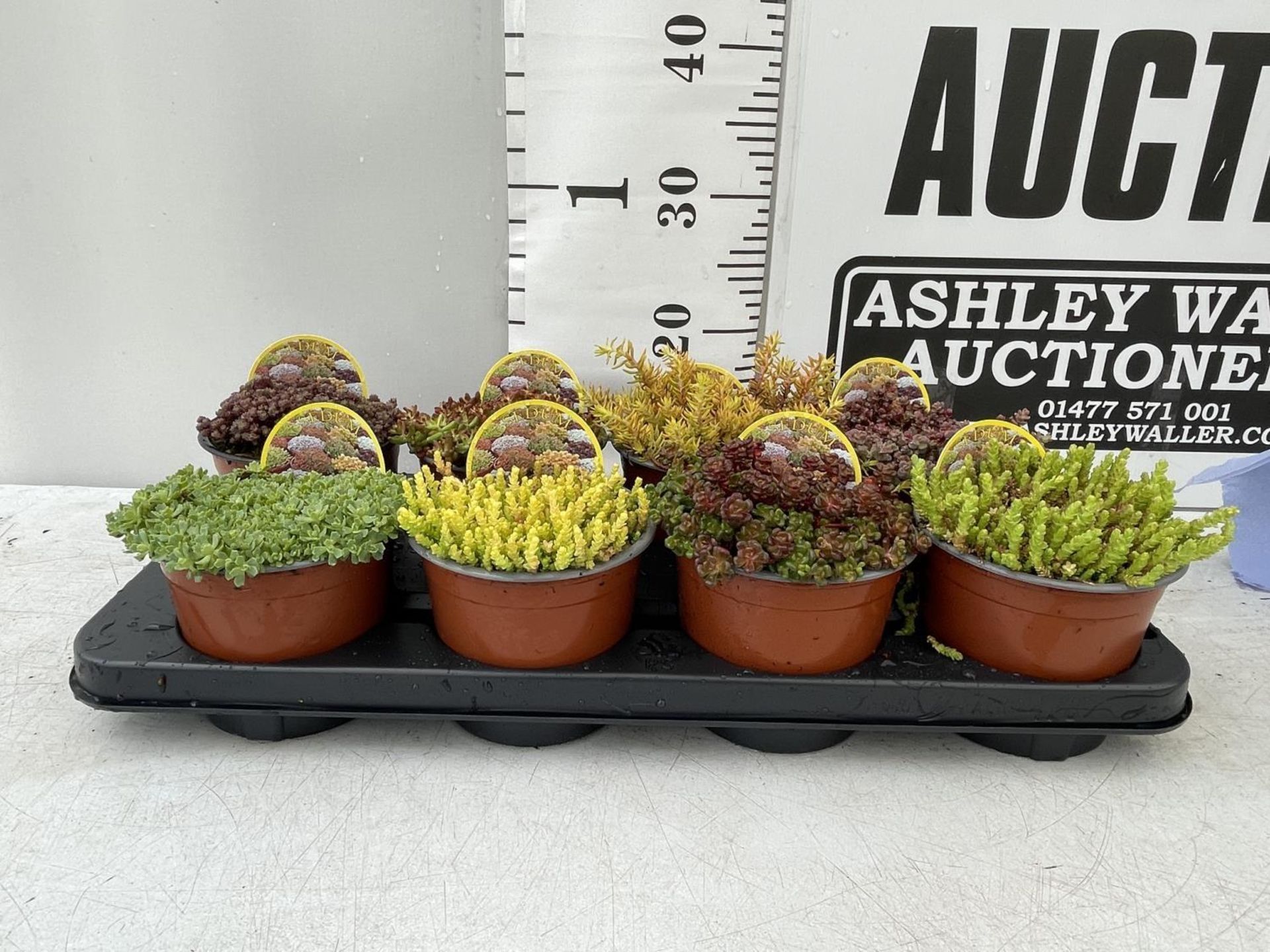 EIGHT VARIOUS VARIETIES OF SEDUM WITH CARDS IN ONE LTR POTS TO BE SOLD FOR THE EIGHT PLUS VAT