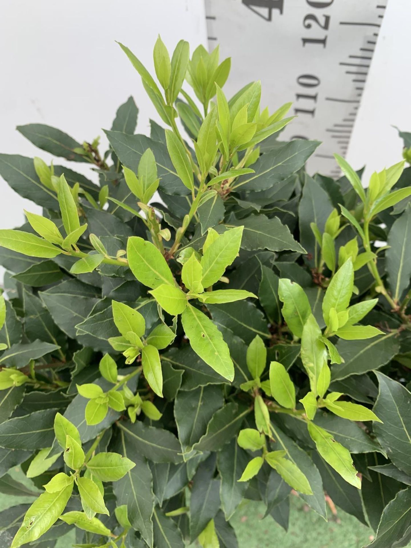 TWO STANDARD BAY TREES LAURUS NOBILIS APPROX 140CM IN HEIGHT IN A 10 LTR POT NO VAT TO BE SOLD FOR - Image 8 of 10