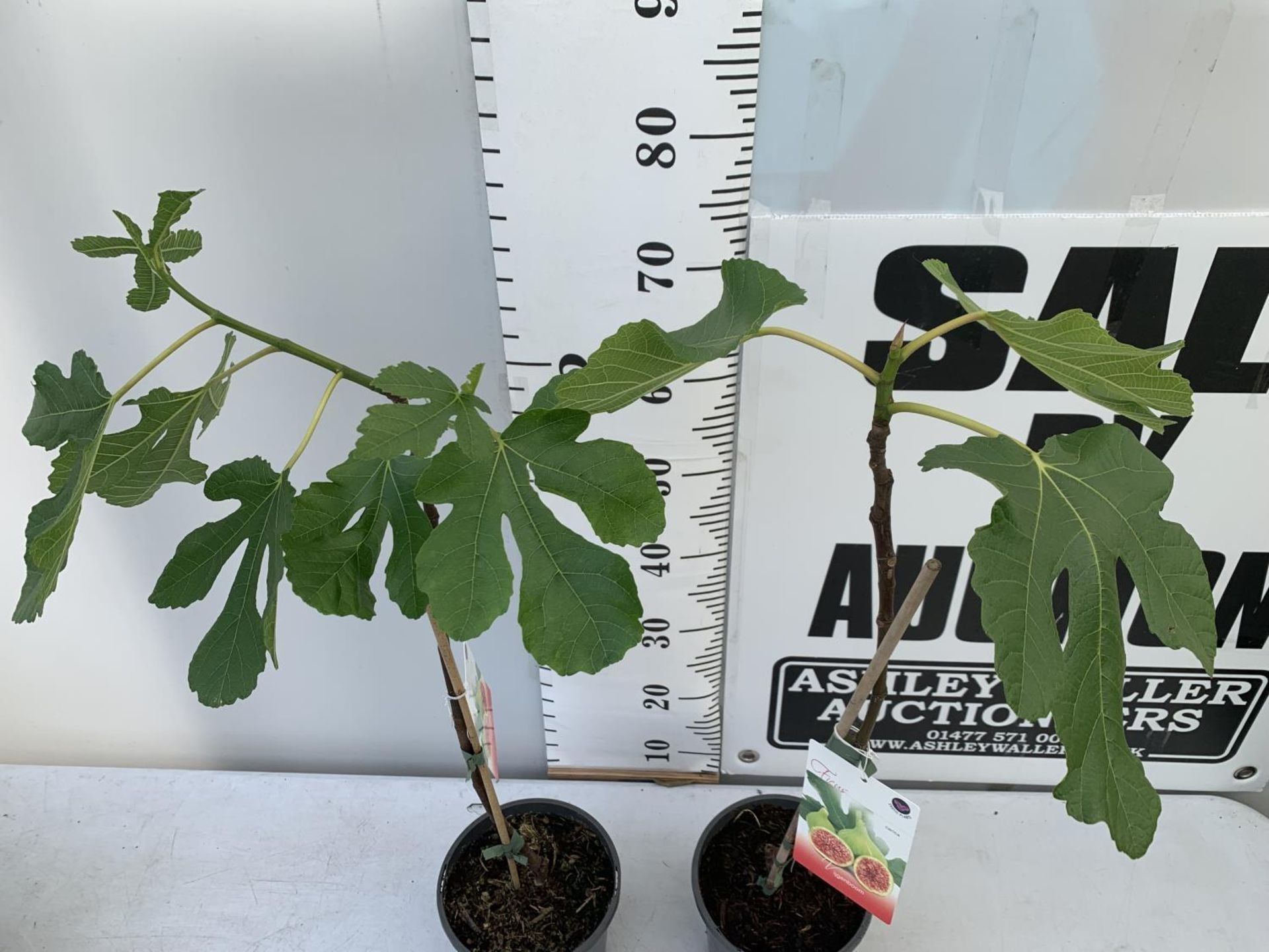 TWO FIG FICUS CARICA IN 2 LTR POTS APPROX 80CM IN HEIGHT NO VAT TO BE SOLD FOR THE TWO - Image 4 of 8
