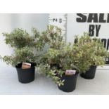 FOUR PIERIS LITTLE HEATH 45CM TALL IN 2 LTR POTS TO BE SOLD FOR THE FOUR PLUS VAT