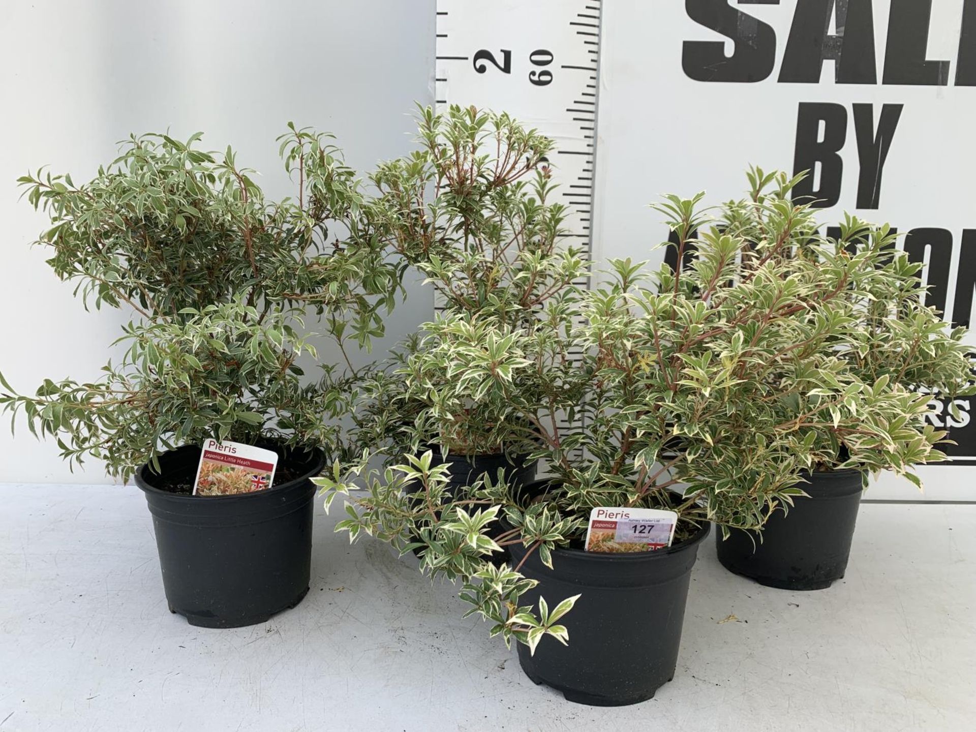 FOUR PIERIS LITTLE HEATH 45CM TALL IN 2 LTR POTS TO BE SOLD FOR THE FOUR PLUS VAT