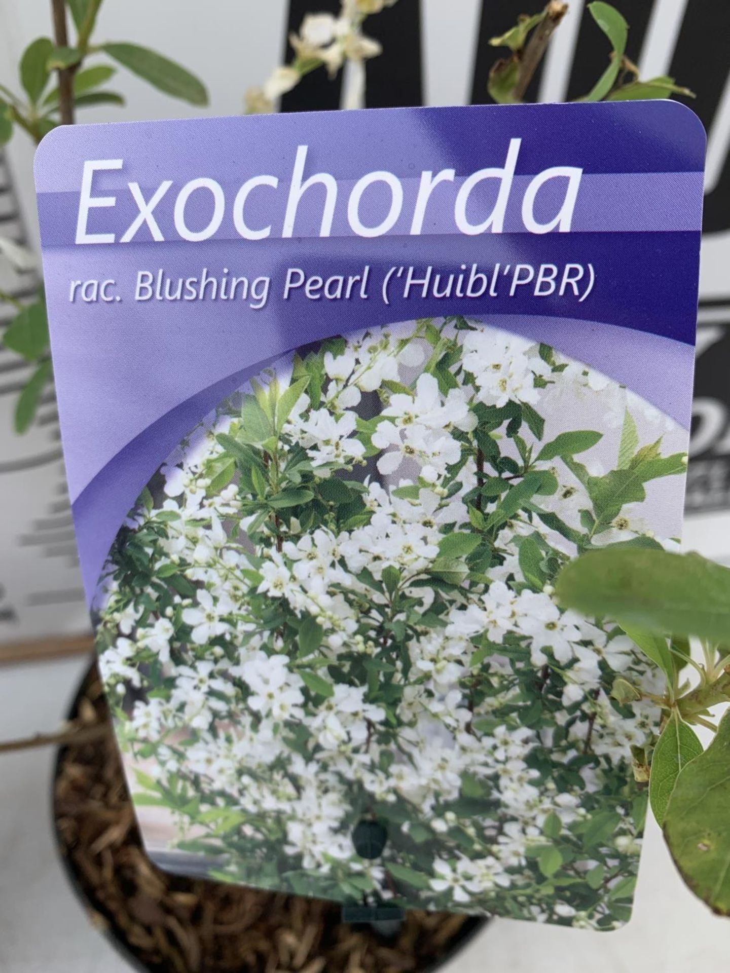 TWO EXOCHORDA BLUSHING PEARL IN 2 LTR POTS 40CM TALL PLUS VAT TO BE SOLD FOR THE TWO - Image 4 of 4