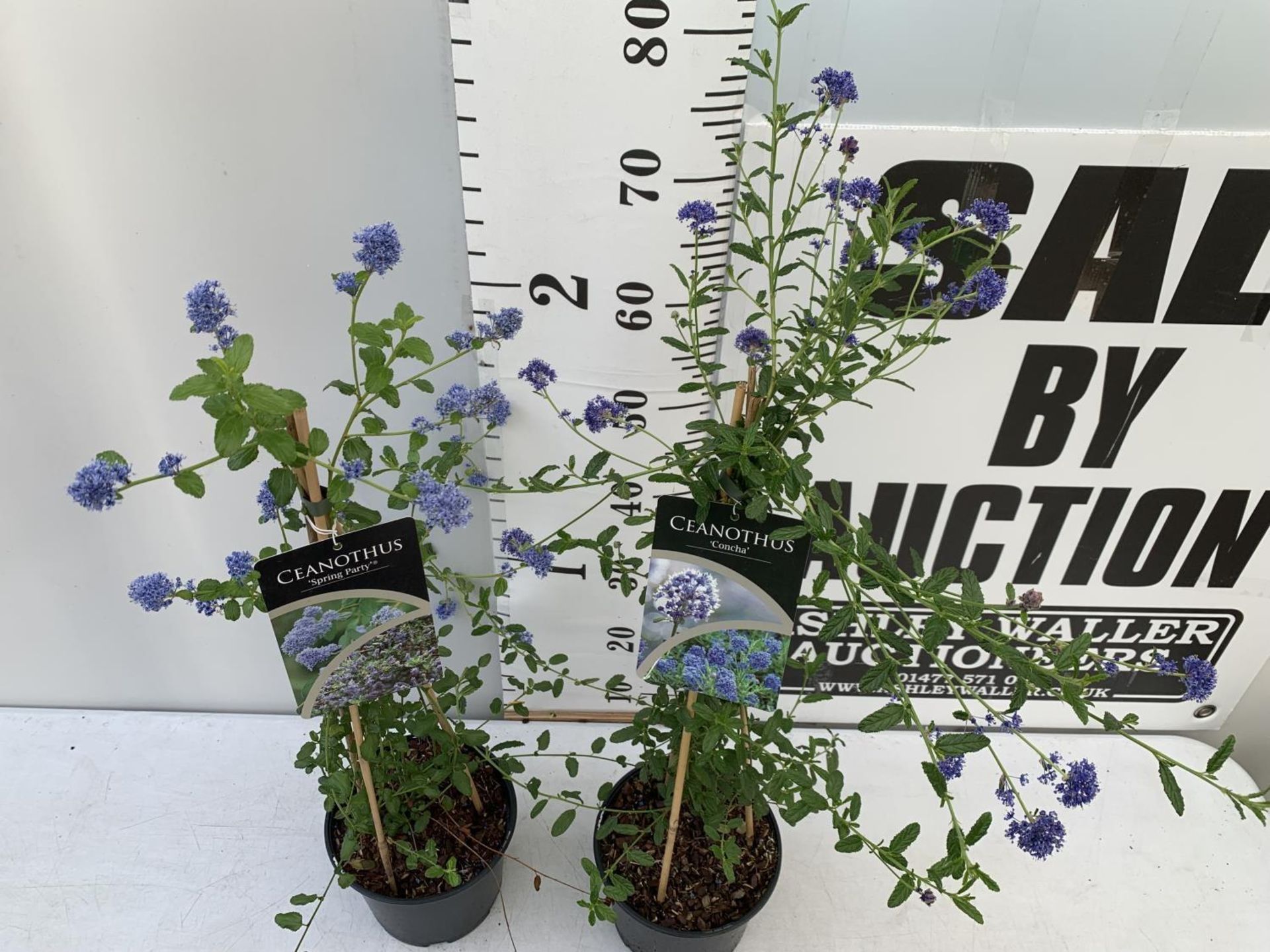TWO CEANOTHUS 'CONCHA' AND 'SPRING PARTY' ON A PYRAMID FRAME IN FLOWER IN 2 LTR POTS WITH CARD - Image 4 of 10