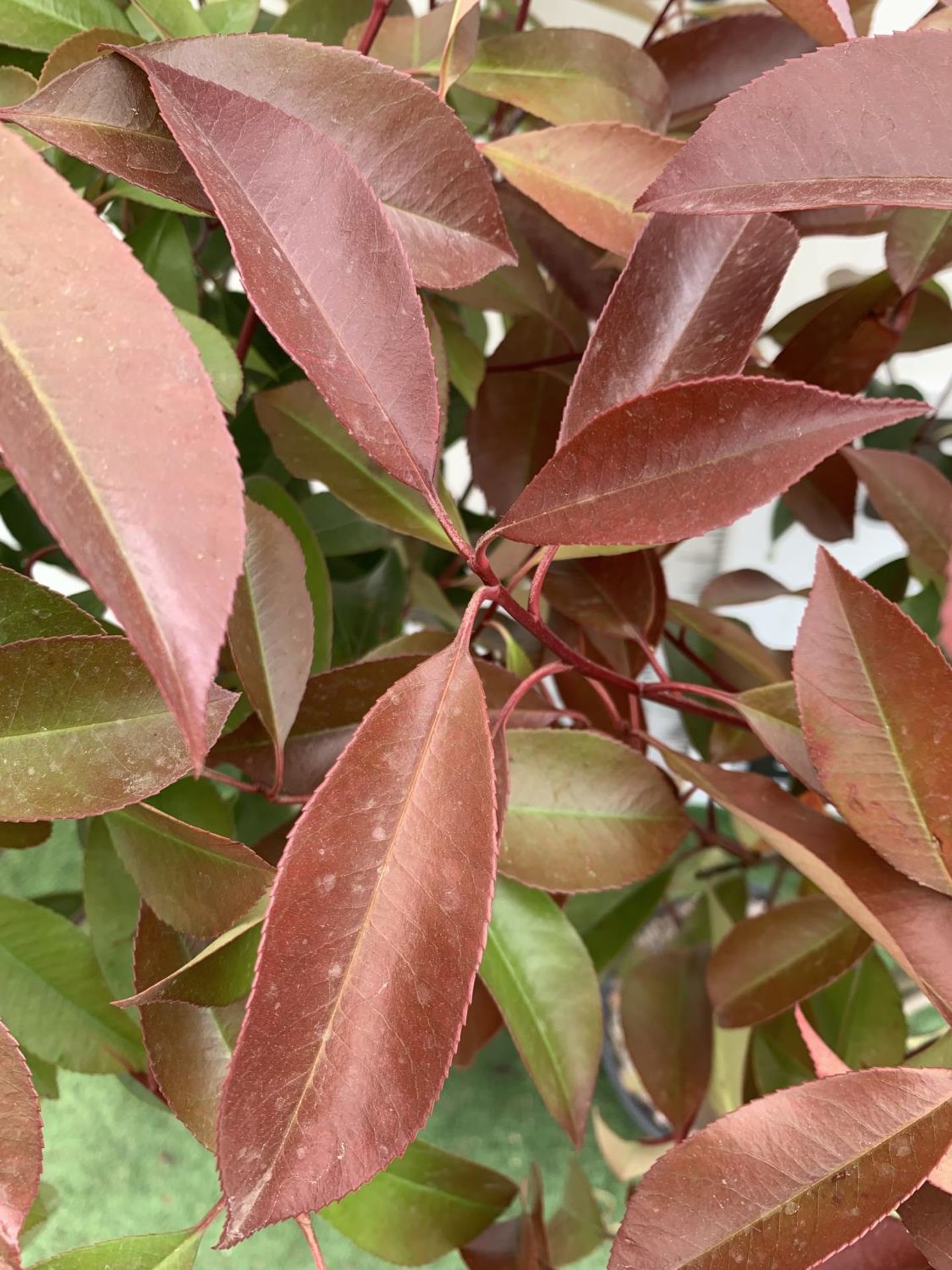 A PAIR OF STANDARD PHOTINIA FRASERI RED ROBIN TREES 140CM TALL IN A 10 LTR POT TO BE SOLD FOR THE - Image 5 of 8