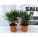 TWO OLEANDER NERIUM SHRUBS 'SIMPLE SALMON' AND 'DOUBLE PINK' APPROX 60CM TALL IN 4 LTR POTS PLUS VAT