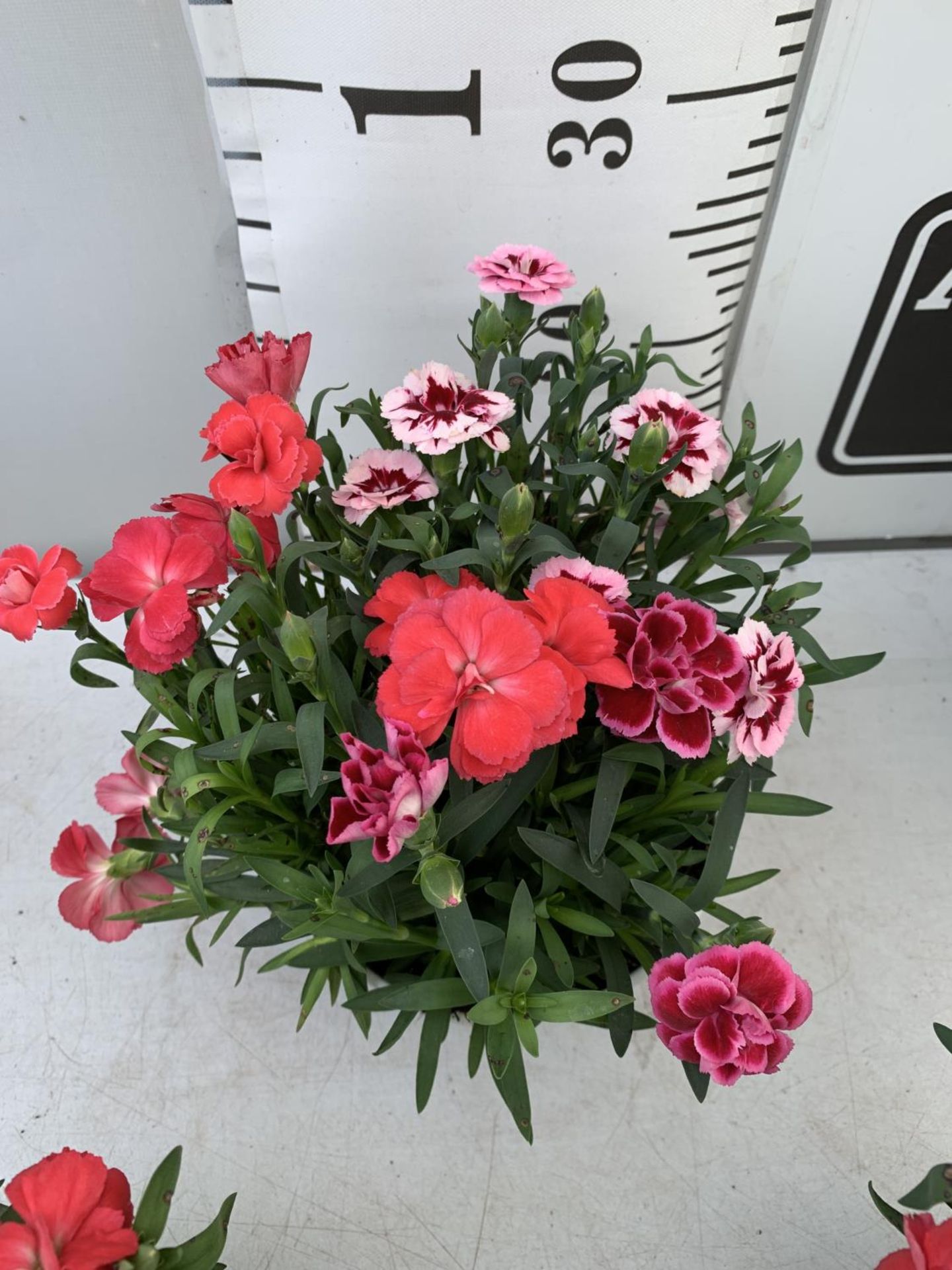 SIX POTS OF DIANTHUS TRIO MIXED WITH THREE VARIETIES IN EACH POT SIZE P15 HEIGHT 30CM TO BE SOLD FOR - Image 5 of 8