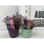 TWO HEBES WILD ROMANCE AND BLONDIE IN 2 LTR POTS HEIGHT 30CM PLUS VAT TO BE SOLD FOR THE TWO