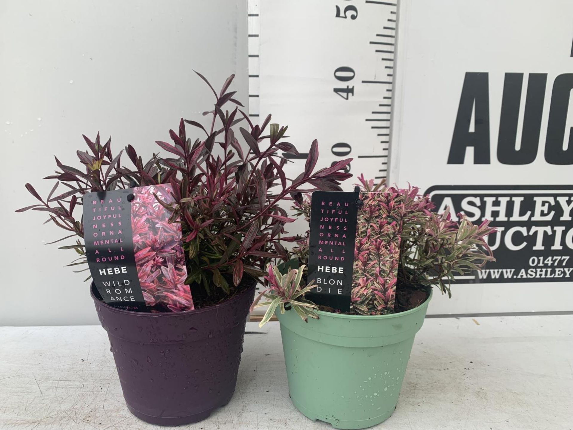 TWO HEBES WILD ROMANCE AND BLONDIE IN 2 LTR POTS HEIGHT 30CM PLUS VAT TO BE SOLD FOR THE TWO