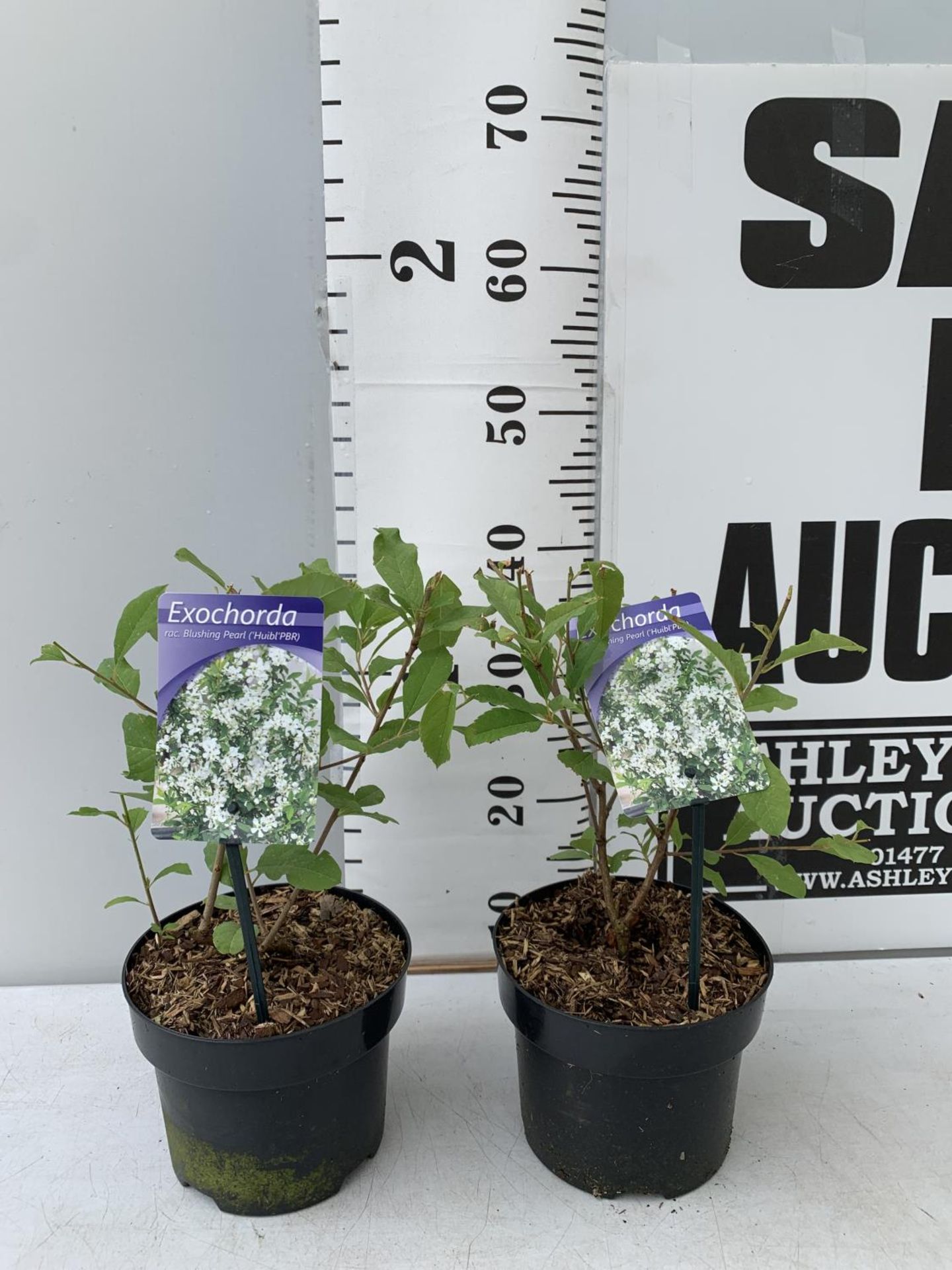 TWO EXOCHORDA BLUSHING PEARL IN 2 LTR POTS 40CM TALL PLUS VAT TO BE SOLD FOR THE TWO