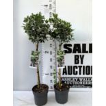 TWO STANDARD EUONYMUS JAPONICUS 'KATHY' IN 3 LTR POTS 110CM IN HEIGHT PLUS VAT TO BE SOLD FOR THE