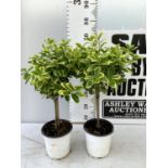 TWO EUONYMUS JAPONICUS STANDARD TREES APPROX 70CM IN HEIGHT IN 2 LTR POTS PLUS VAT TO BE SOLD FOR