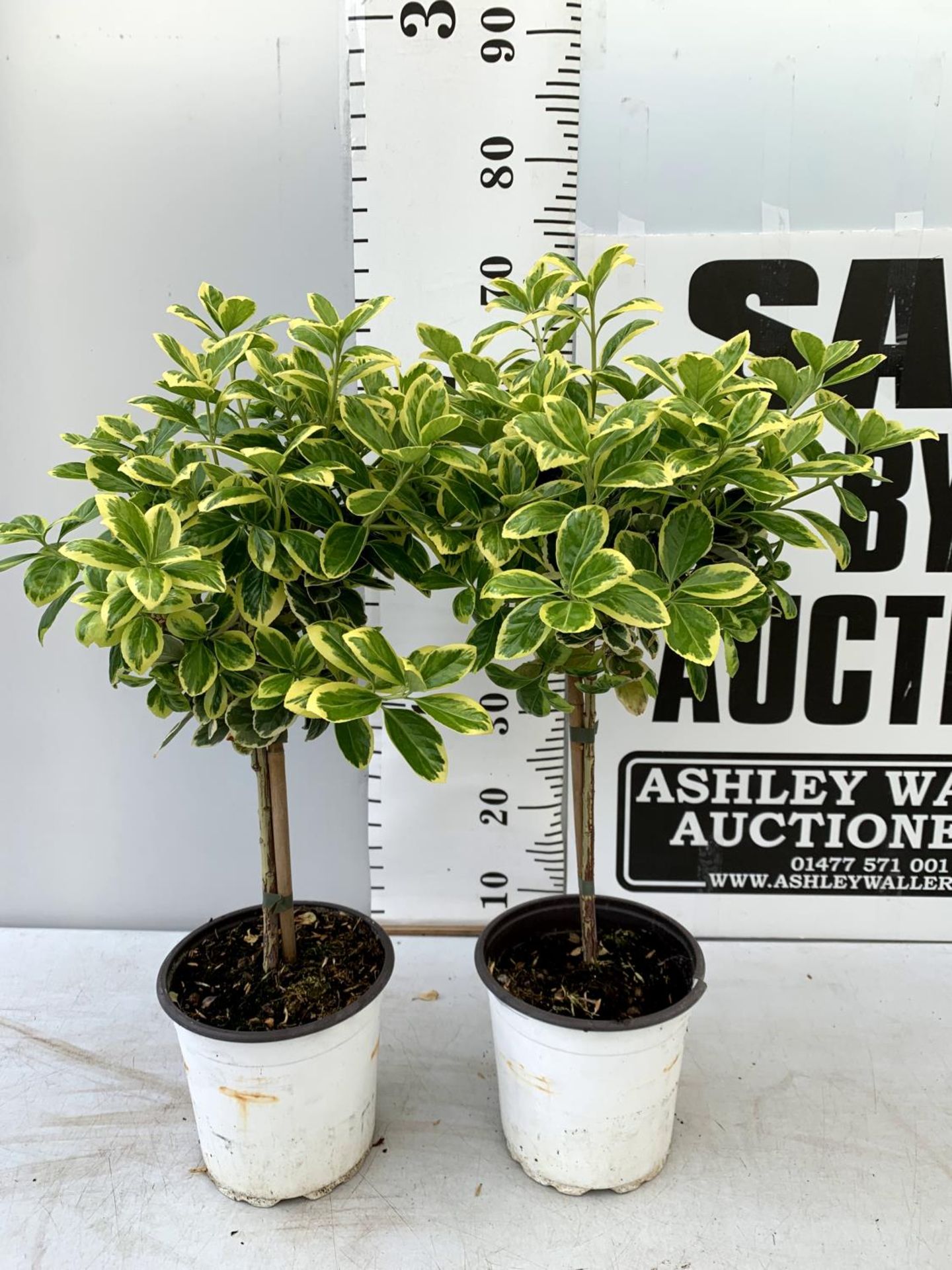 TWO EUONYMUS JAPONICUS STANDARD TREES APPROX 70CM IN HEIGHT IN 2 LTR POTS PLUS VAT TO BE SOLD FOR