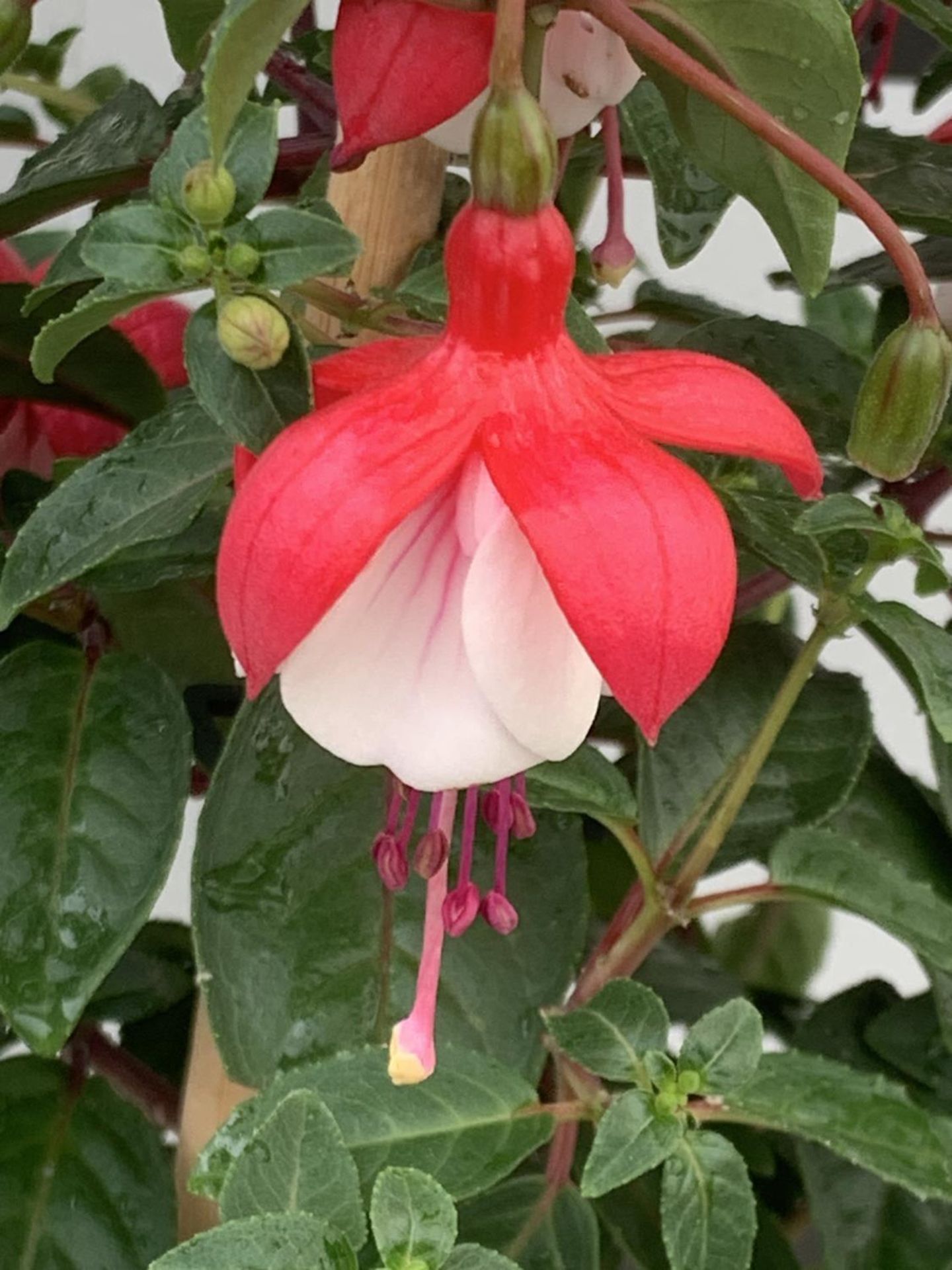 TWO BELLA STANDARD FUCHSIA IN A 3 LTR POTS 70CM -80CM TALL TO BE SOLD FOR THE TWO PLUS VAT - Image 3 of 5