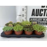EIGHT VARIOUS VARIETIES OF SEDUM WITH CARDS IN 1 LTR POTS TO BE SOLD FOR THE EIGHT PLUS VAT