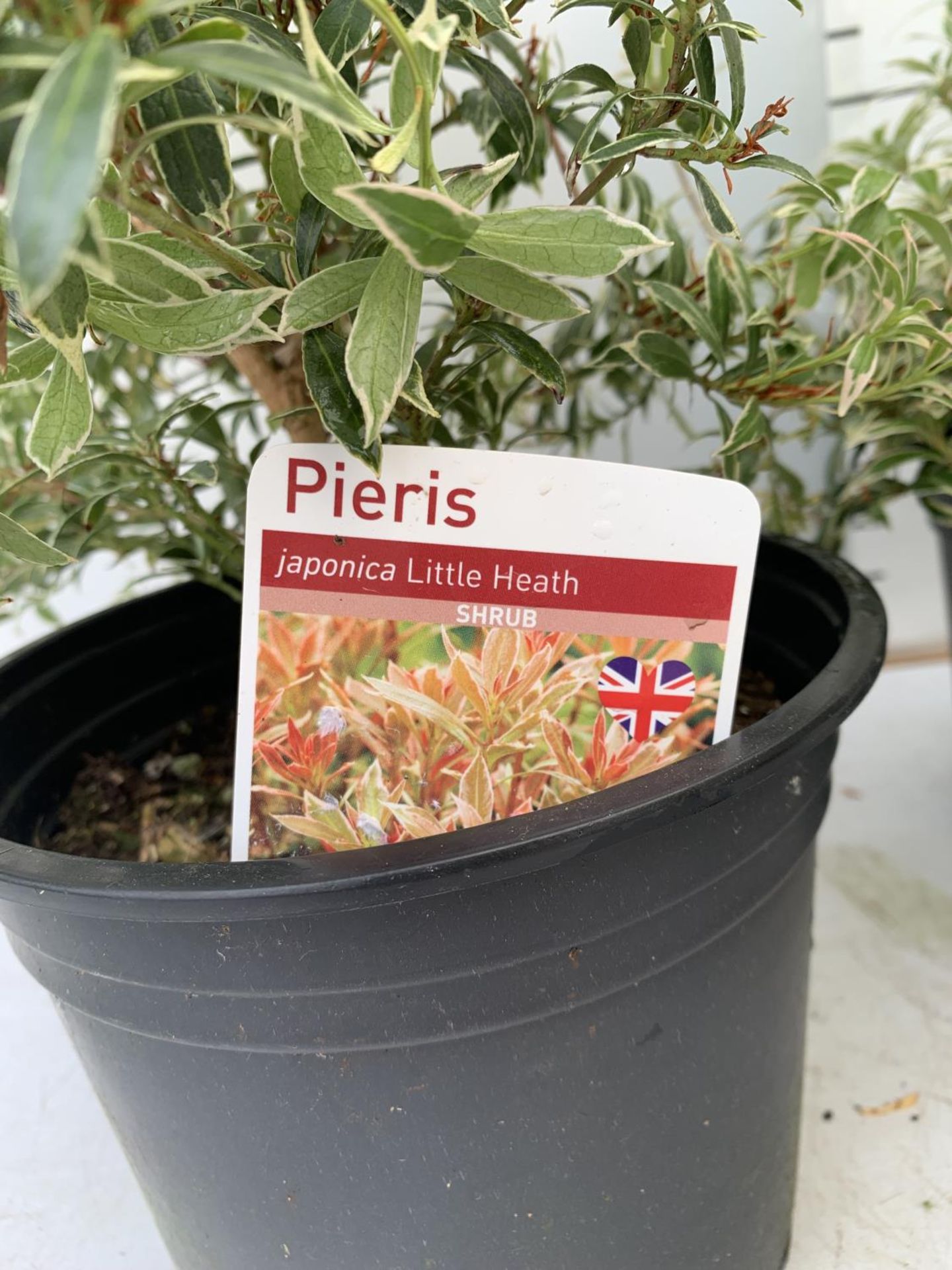 FOUR PIERIS LITTLE HEATH 45CM TALL IN 2 LTR POTS TO BE SOLD FOR THE FOUR PLUS VAT - Image 9 of 10