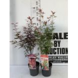 TWO ACER PALMATUM JAPANESE JEWELS IN 3 LTR POTS TO INCLUDE A JERRE SCHWARTZ AND A SKEETERS BROOM