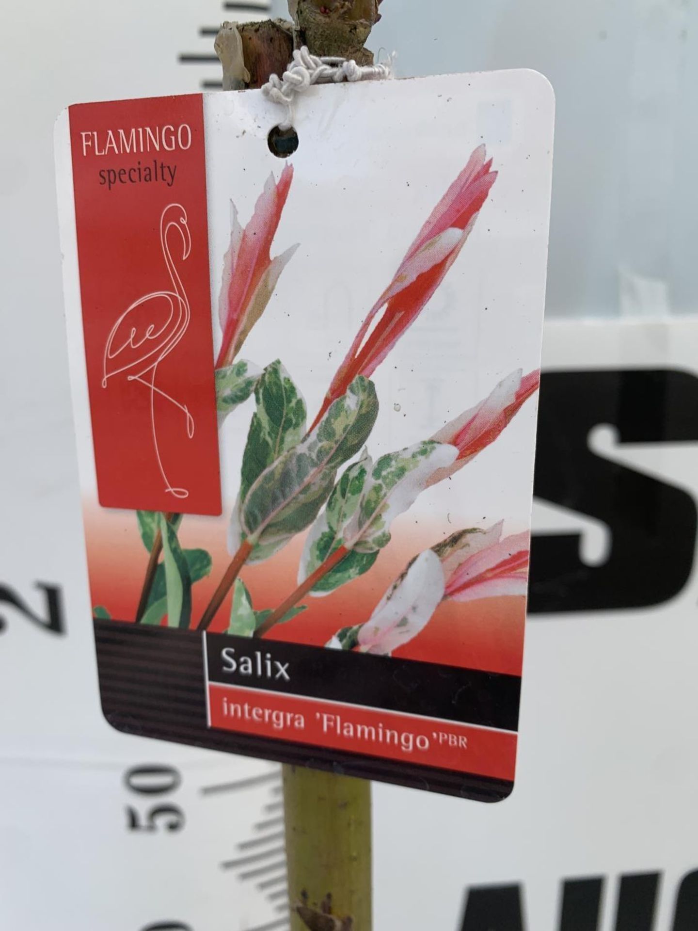 TWO STANDARD SALIX INTEGRA 'FLAMINGO' OVER 110CM IN HEIGHT IN 3 LTR POTS PLUS VAT TO BE SOLD FOR THE - Image 8 of 8