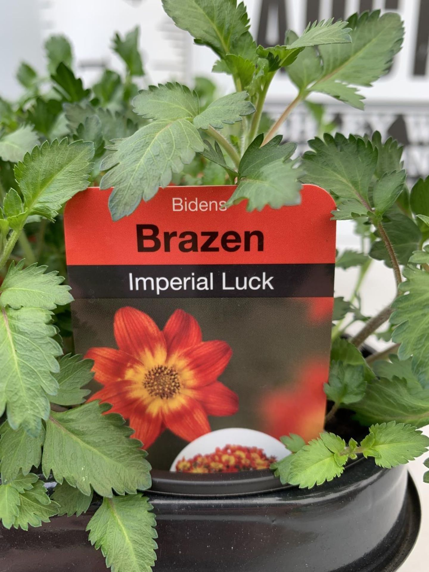 FIFTEEN BIDENS BRAZEN 'IMPERIAL LUCK' BASKET PLANTS ON A TRAY IN P9 POTS PLUS VAT TO BE SOLD FOR THE - Image 4 of 5