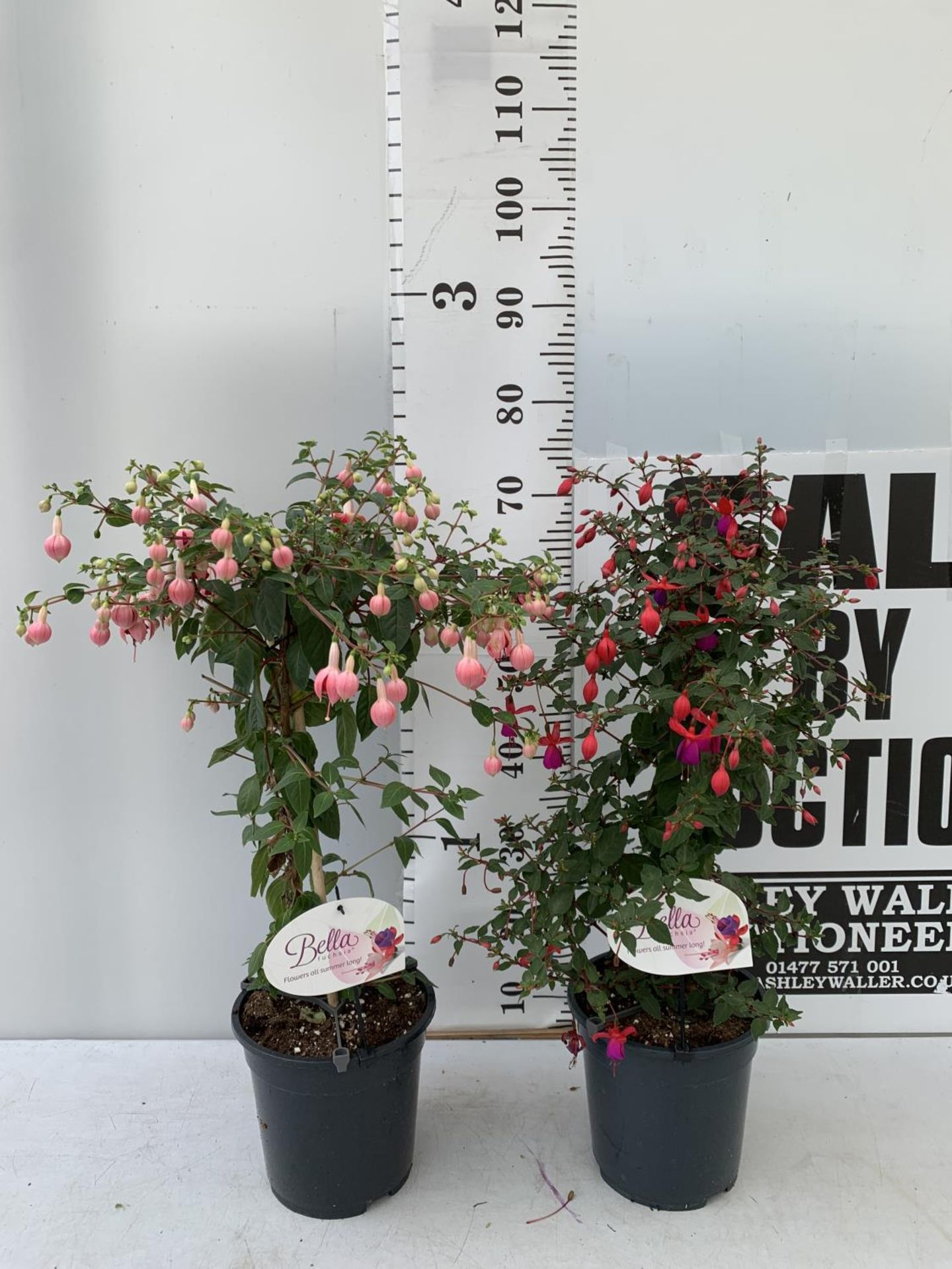 TWO BELLA STANDARD FUCHSIA IN A 3 LTR POTS 70CM -80CM TALL TO BE SOLD FOR THE TWO PLUS VAT