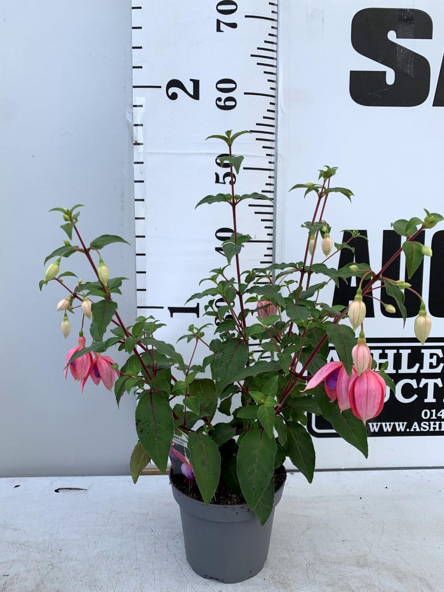 EIGHT FUCHSIA BUSH 'NICE AND EASY' IN 1 LTR POTS ON A TRAY PLUS VAT TO BE SOLD FOR THE EIGHT - Image 10 of 12
