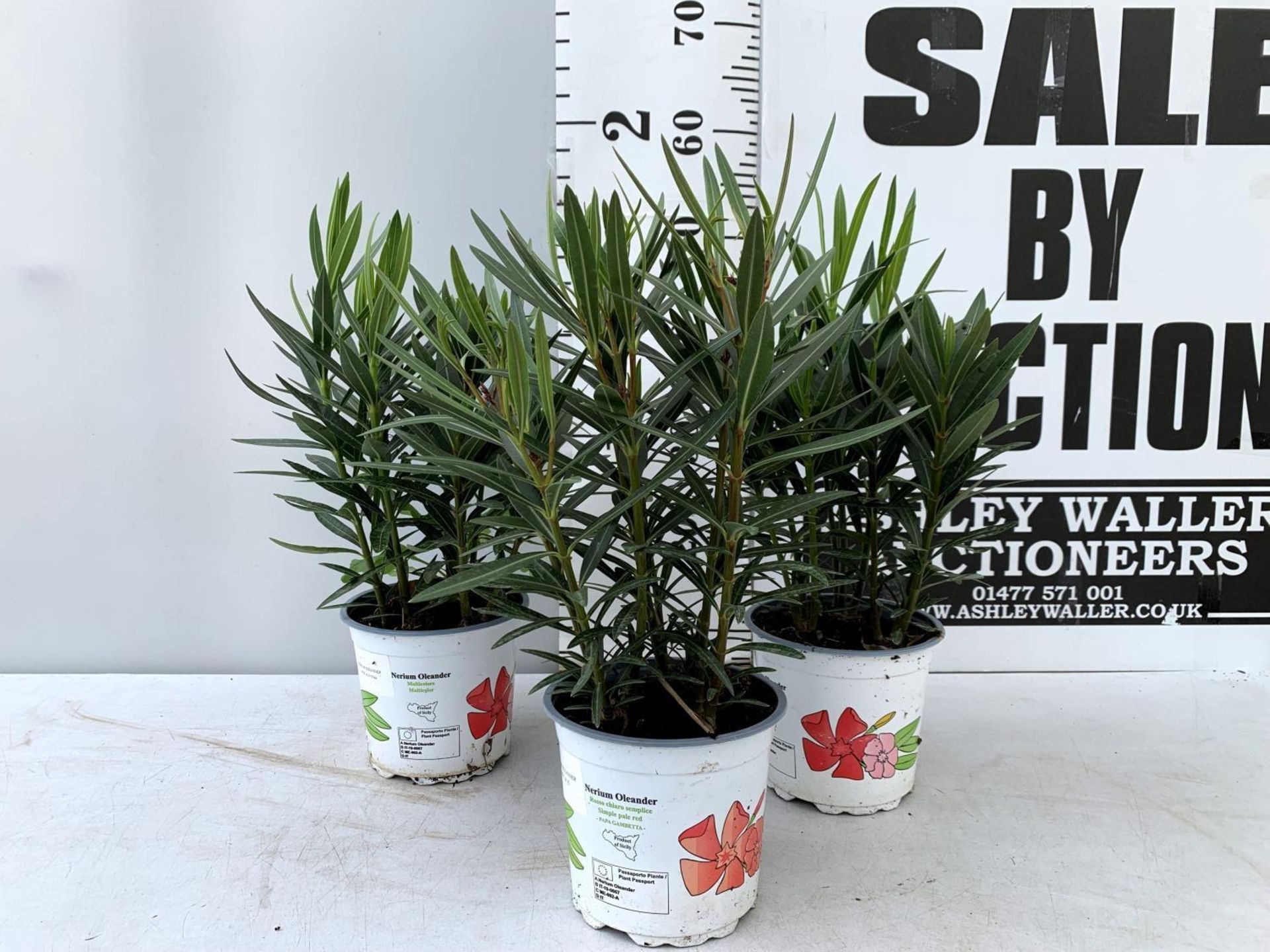 THREE MIXED OLEANDER NERIUM APPROX 55CM TALL IN 1 LTR POTS PLUS VAT TO BE SOLD FOR THE THREE - Image 2 of 6