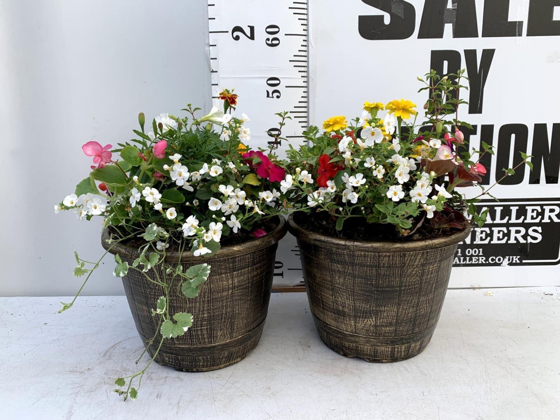 TWO LARGE TUBS PLANTED WITH VARIOUS PLANTS INC MARIGOLDS PETUNIAS FUCHSIA BACOPA ETC IN 10 LTR - Image 2 of 8