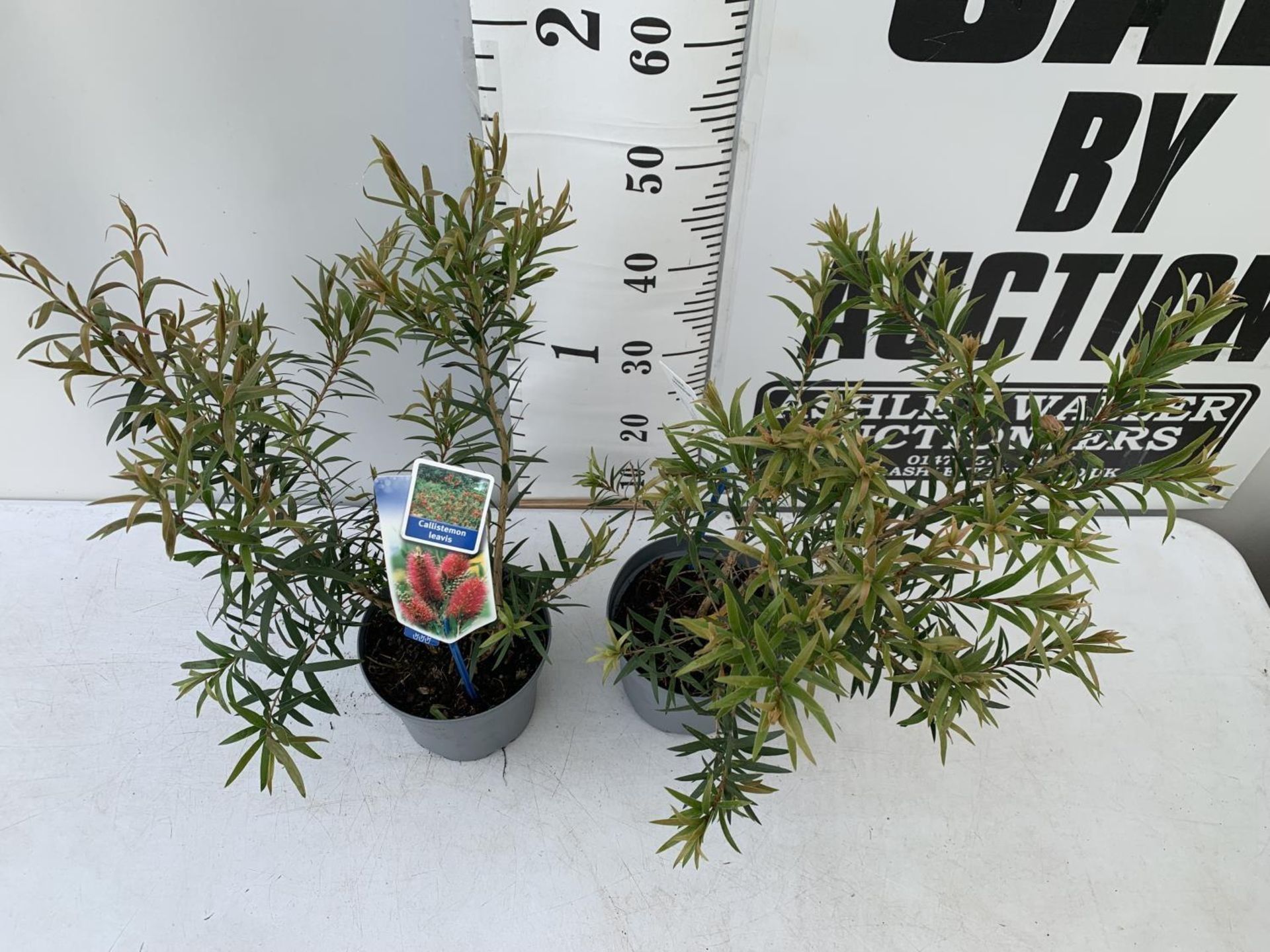 TWO CALLISTEMON LAEVIS IN 2 LTR POTS 50CM IN HEIGHT PLUS VAT TO BE SOLD FOR THE TWO - Image 4 of 8