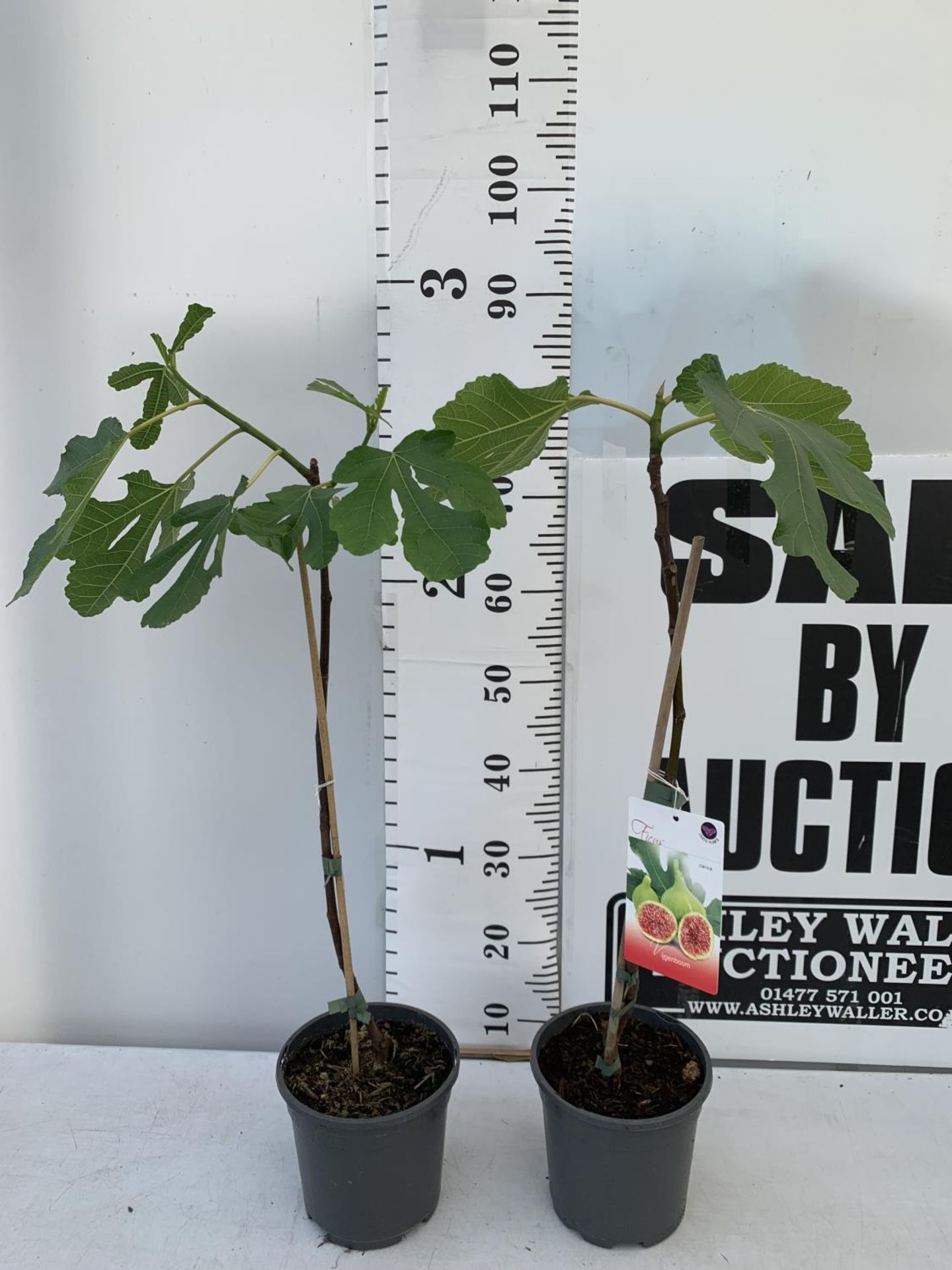 TWO FIG FICUS CARICA IN 2 LTR POTS APPROX 80CM IN HEIGHT NO VAT TO BE SOLD FOR THE TWO