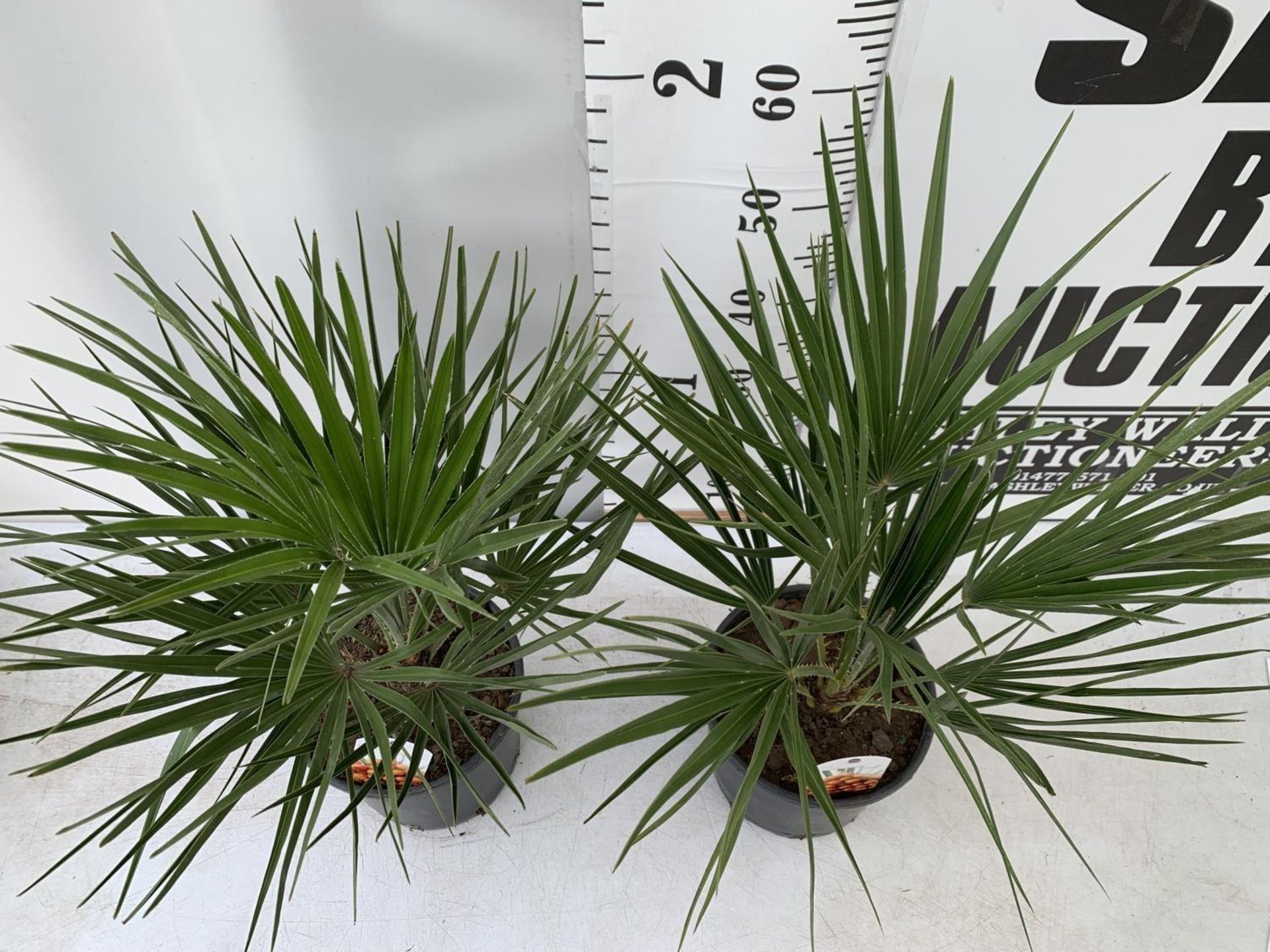 TWO CHAMAEROPS HUMILIS HARDY IN 3 LTR POTS APPROX 70CM IN HEIGHT PLUS VAT TO BE SOLD FOR THE TWO - Image 5 of 12