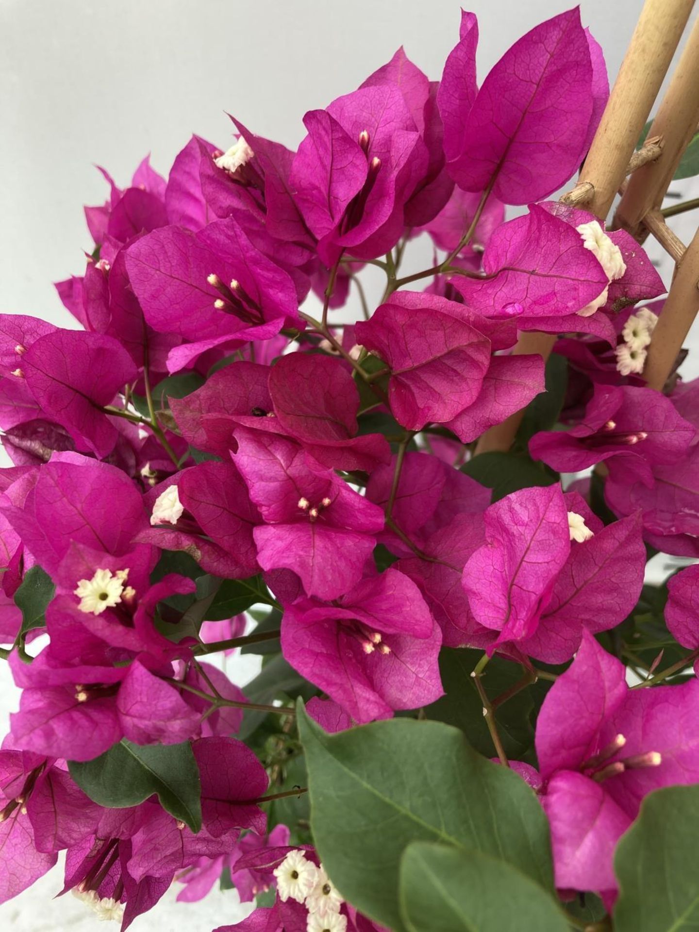 TWO BOUGAINVILLEA SANDERINA PINK ON A PYRAMID FRAME, 3 LTR POTS HEIGHT 60-80CM. PATIO READY TO BE - Image 6 of 8