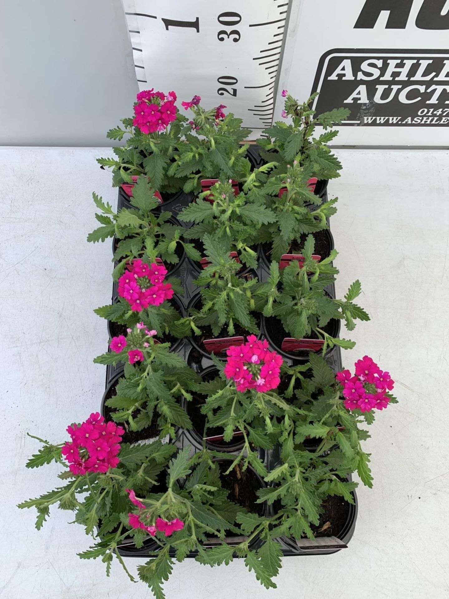 FIFTEEN TRAILING VERBENA LANAI IN NEON ROSE BASKET PLANTS ON A TRAY IN P9 POTS PLUS VAT TO BE SOLD - Image 2 of 5