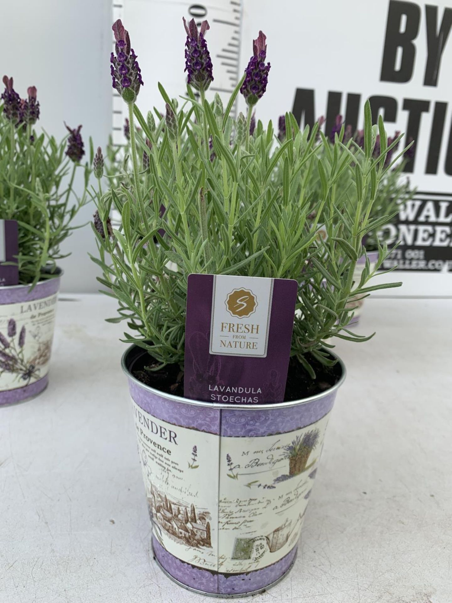 SIX LAVENDULA LAVENDER ST ANOUK COLLECTION IN DECORATIVE METAL POTS TO BE SOLD FOR THE SIX NO VAT - Image 8 of 10