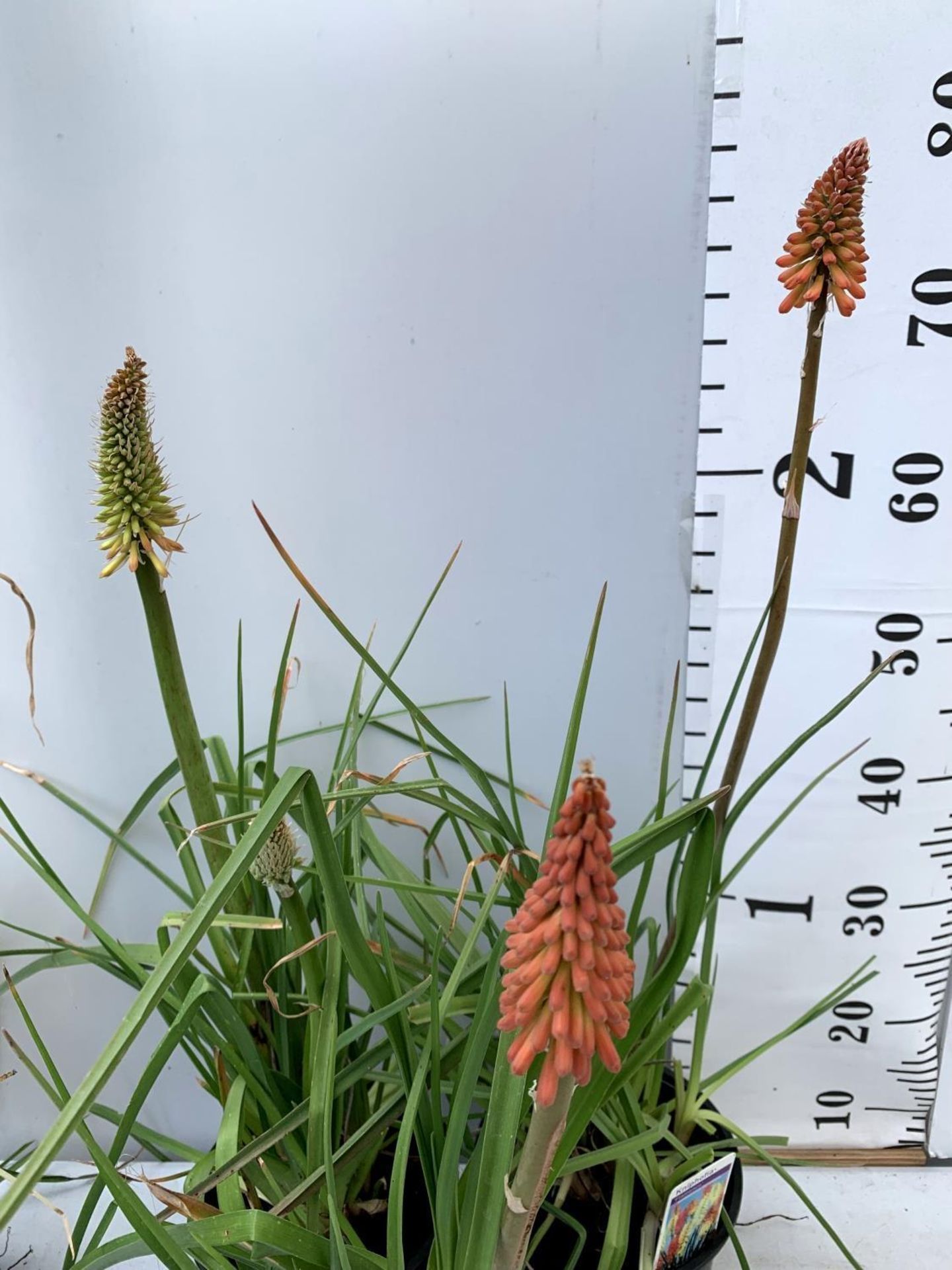 THREE KNIPHOFIA RED HOT POKER 'FLAMENCO' IN 2 LTR POTS APPROX 70- 80CM IN HEIGHT PLUS VAT TO BE SOLD - Bild 6 aus 8