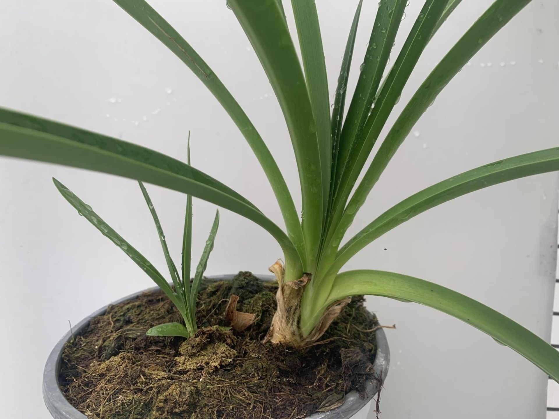 TWO AGAPANTHUS AFRICANUS IN 2 LTR POTS APPROX 60CM IN HEIGHT PLUS VAT TO BE SOLD FOR THE TWO - Image 3 of 4