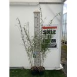 TWO BAMBOO FARGESIA NITIDA 'BLACK PEARL' APPROX 190CM IN HEIGHT IN 5 LTR POTS PLUS VAT TO BE SOLD