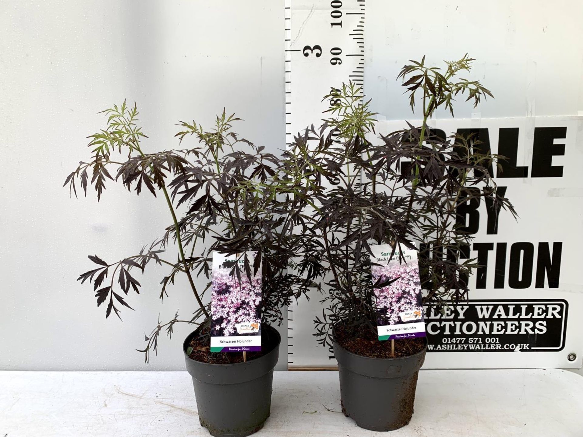 TWO SAMBUCUS NIGRA BLACK LACE 'EVA' IN 5 LTR POTS APPROX 80CM IN HEIGHT PLUS VAT TO BE SOLD FOR - Image 2 of 10