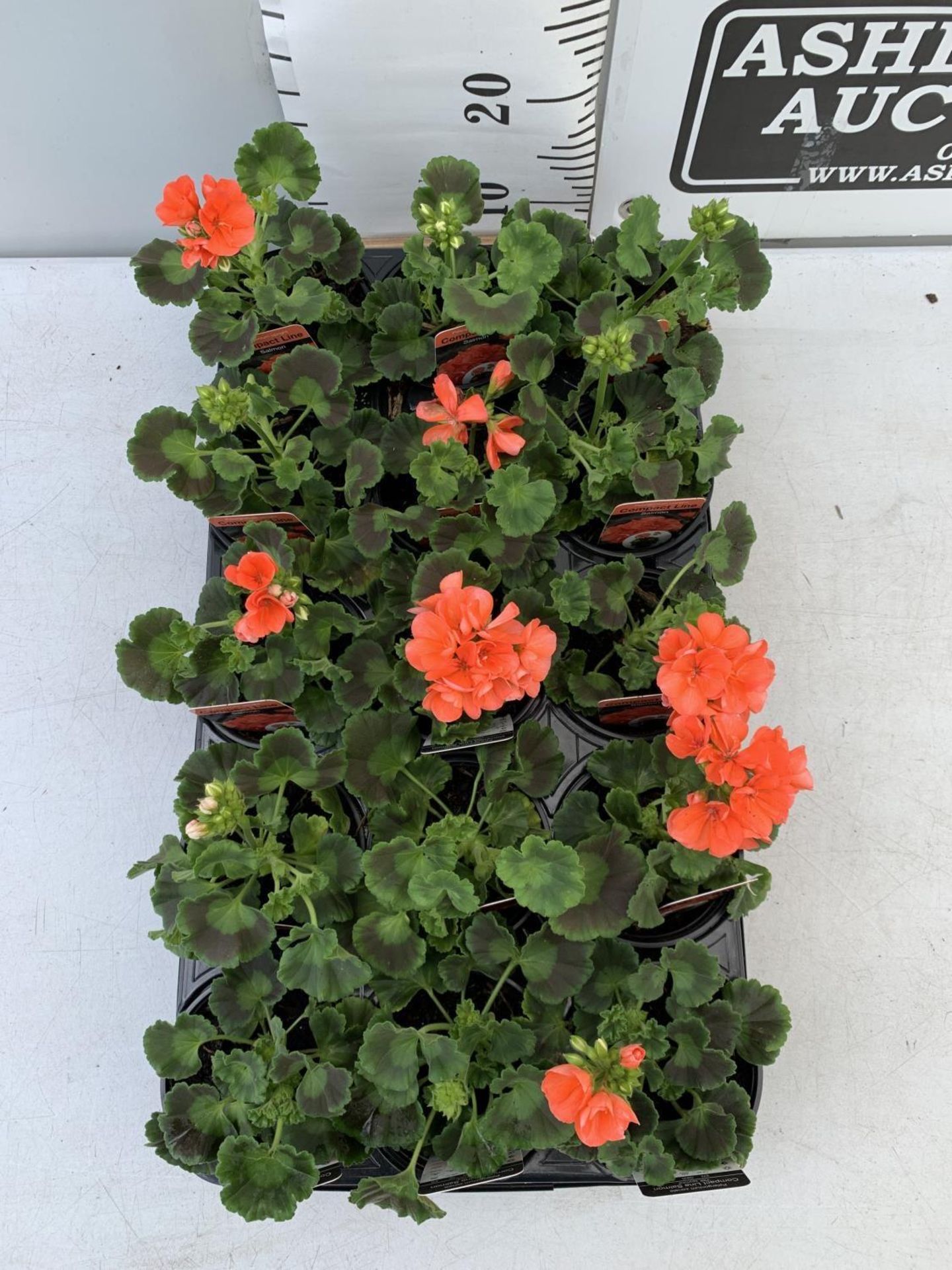 FIFTEEN PELARGONIUM UPRIGHT SALMON BASKET PLANTS IN P9 POTS PLUS VAT TO BE SOLD FOR THE FIFTEEN - Image 2 of 4