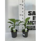 TWO MUSA BASJOO BANANA PLANTS IN 2 LTR POTS 45CM TALL TO BE SOLD FOR THE TWO NO VAT