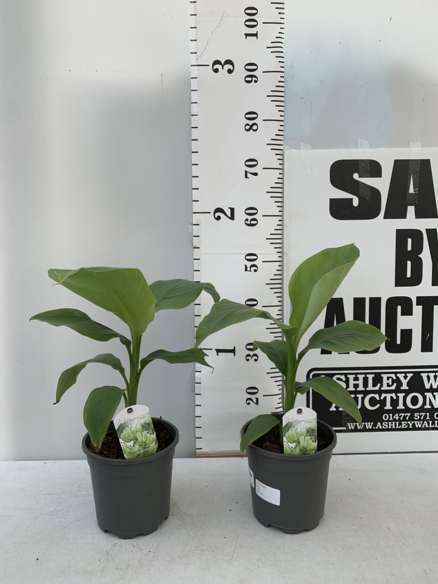 TWO MUSA BASJOO BANANA PLANTS IN 2 LTR POTS 45CM TALL TO BE SOLD FOR THE TWO NO VAT