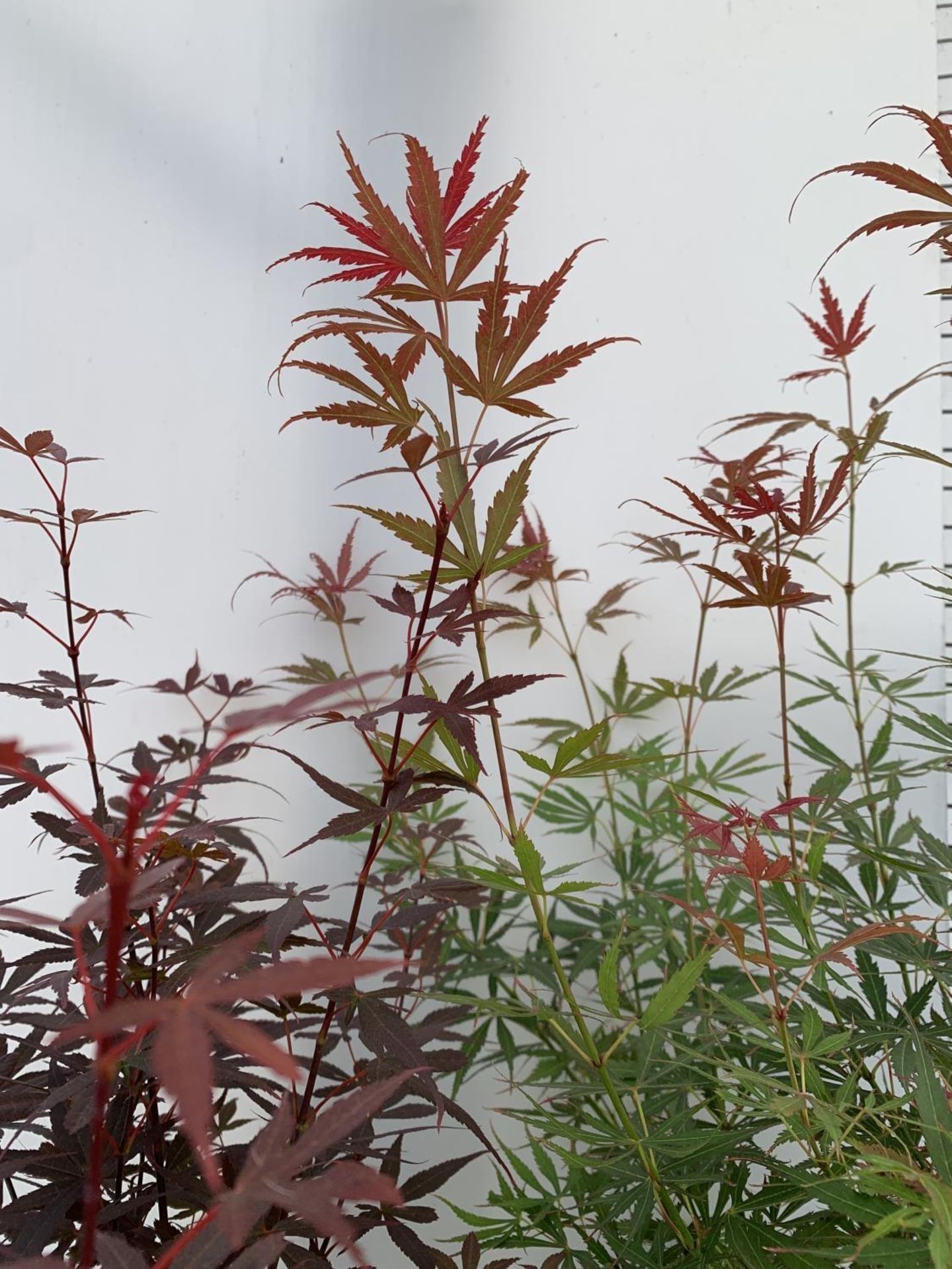 TWO ACER PALMATUM JAPANESE JEWELS IN 3 LTR POTS TO INCLUDE A JERRE SCHWARTZ AND A SKEETERS BROOM - Bild 6 aus 14
