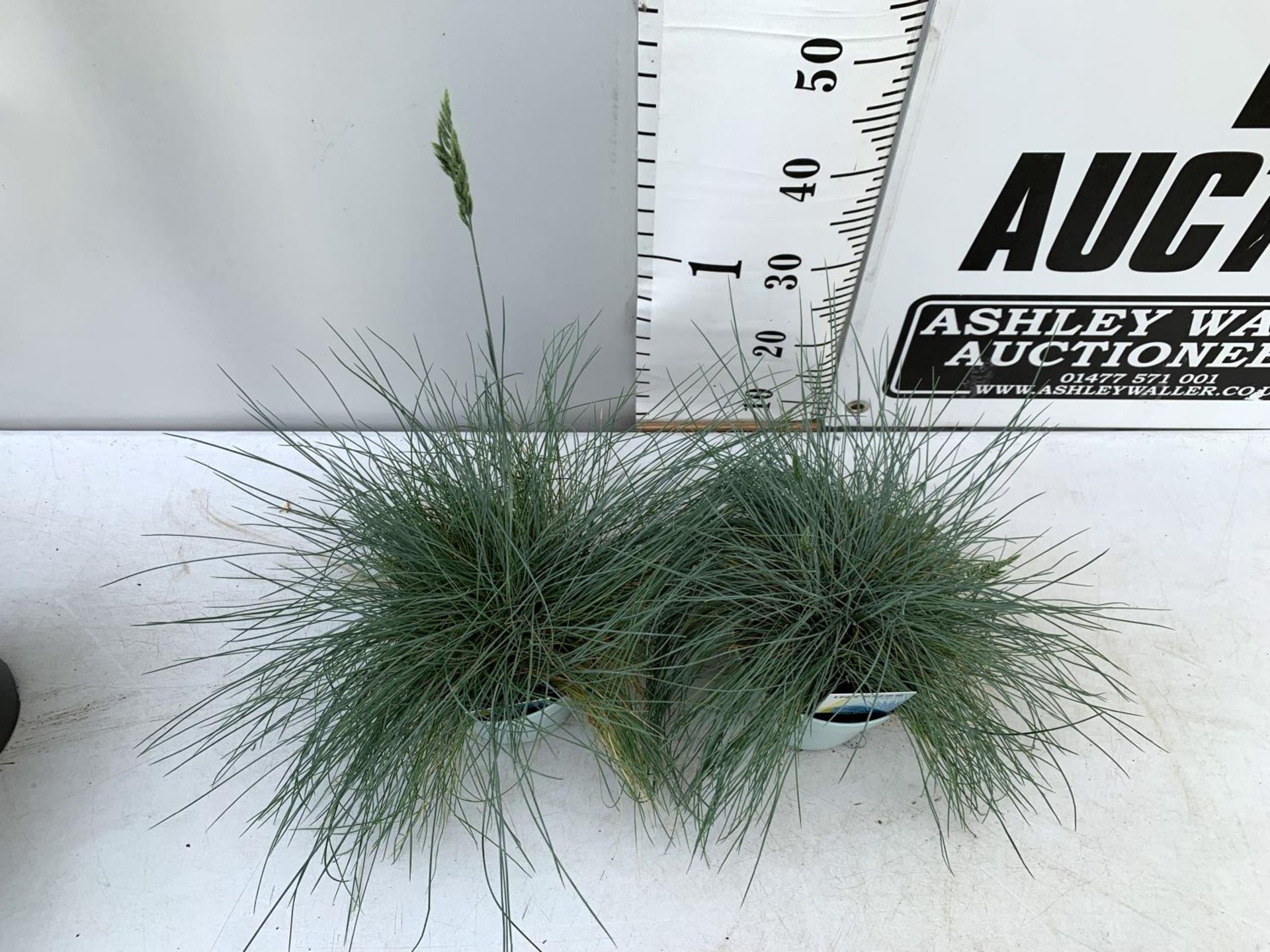 TWO FESTUCA GLAUCA 'INTENSE BLUE' ORNAMENTAL GRASSES IN 2 LTR POTS APPROX 50CM IN HEIGHT PLUS VAT TO - Image 3 of 10