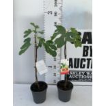 TWO FIG FICUS CARICA IN 2 LTR POTS APPROX 80CM IN HEIGHT NO VAT TO BE SOLD FOR THE TWO