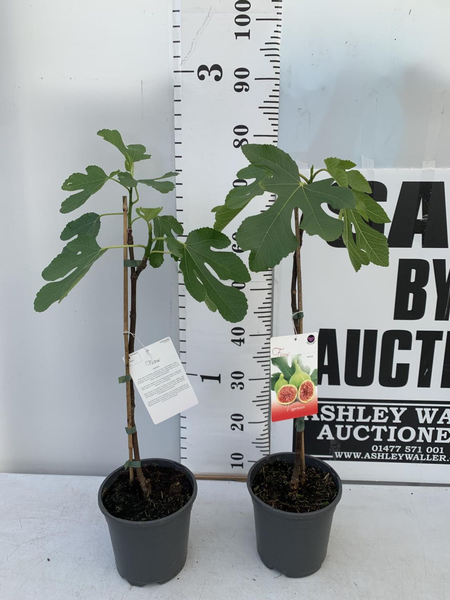 TWO FIG FICUS CARICA IN 2 LTR POTS APPROX 80CM IN HEIGHT NO VAT TO BE SOLD FOR THE TWO