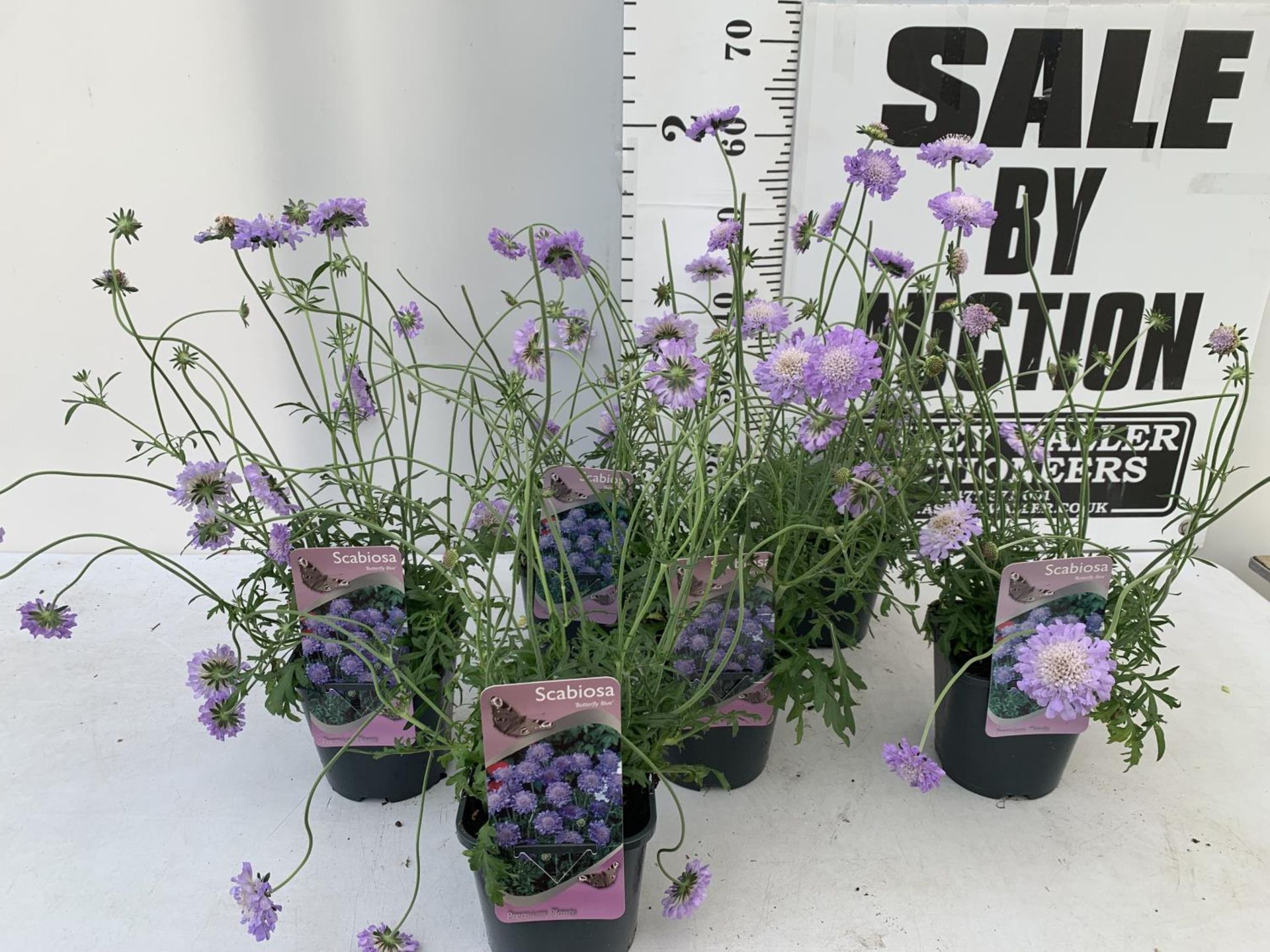 SIX SCABIOSA BUTTERFLY BLUE IN 2 LTR POTS 50-60CM TALL TO BE SOLD FOR THE SIX PLUS VAT